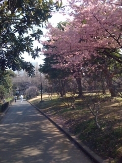 初桜会