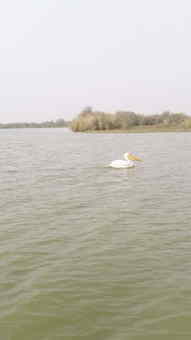 セネガルのペリカン