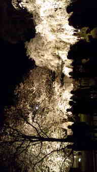 桜会〜素晴らしき日本〜