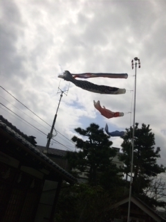 鯉のぼり