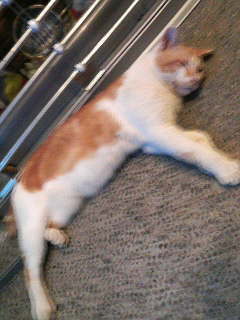 アチクテアチクテ