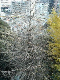 真冬の窓を叩く