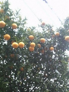 柑橘