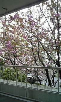 SAKURA STUDIOより愛を込めて～