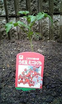 トマトはじめました。