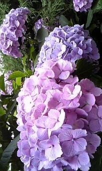 紫陽花