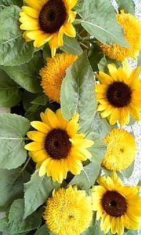 我が家の向日葵。