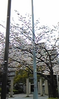 今年も鮮やかに咲き誇る