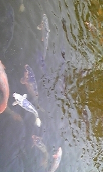 ♪鯉もお腹が減るのかな…