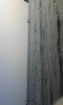 音霊( おとだま)