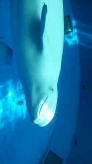 シロイルカかわいい！