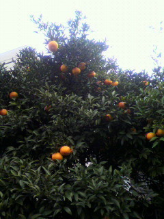 柑橘