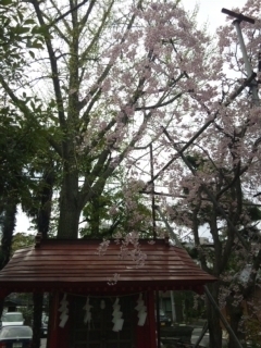 新潟の桜