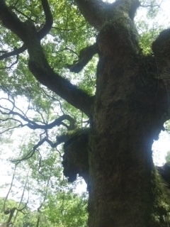 熱田の木漏れ日。